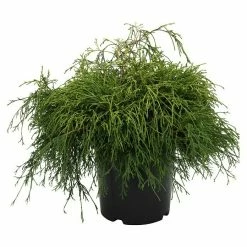 BAUHAUS Zwerg-Fadenzypresse Chamaecyparis Pisifera 'Sungold', Topfvolumen: 4,6 L