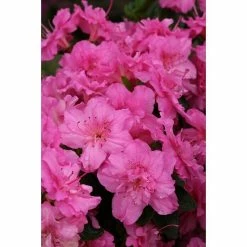 BAUHAUS Japanische Azalee Rhododendron Obtusum 'Petticoat'®, Topfvolumen: 2 L, Pink