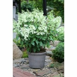 BAUHAUS Rispen-Hortensie Hydrangea Paniculata 'Pinky Winky', Weiß/Rosa