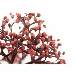 BAUHAUS Piardino Japanische Blütenskimmie Skimmia Japonica 'Rubella', Topfgröße: 13 Cm, Rot -Gartenpflanzen Verkäufe 12 39