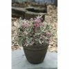 BAUHAUS Weigelie Weigela Florida 'Monet'®, 30 Cm - 50 Cm