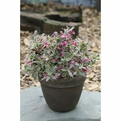BAUHAUS Weigelie Weigela Florida 'Monet'®, 30 Cm - 50 Cm