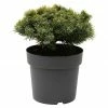 BAUHAUS Berg-Kiefer Pinus Mugo 'Sherwood Compact', Topfvolumen: 4,6 L, Aktuelle Wuchshöhe: 20 Cm - 30 Cm -Gartenpflanzen Verkäufe 12 391