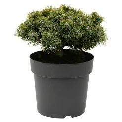 BAUHAUS Berg-Kiefer Pinus Mugo 'Sherwood Compact', Topfvolumen: 4,6 L, Aktuelle Wuchshöhe: 20 Cm - 30 Cm