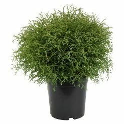 BAUHAUS Lebensbaum Thuja Occidentalis 'Bowling Ball', Aktuelle Wuchshöhe: 20 Cm - 30 Cm