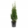 BAUHAUS Lebensbaum Thuja Occidentalis 'Degroot Spire', Aktuelle Wuchshöhe: 20 Cm - 30 Cm