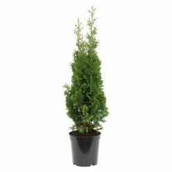BAUHAUS Lebensbaum Thuja Occidentalis 'Degroot Spire', Aktuelle Wuchshöhe: 20 Cm - 30 Cm
