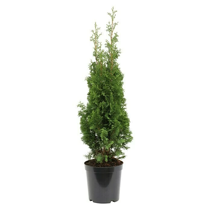 BAUHAUS Lebensbaum Thuja Occidentalis 'Degroot Spire', Aktuelle Wuchshöhe: 20 Cm - 30 Cm 3 BAUHAUS Lebensbaum Thuja Occidentalis 'Degroot Spire', Aktuelle Wuchshöhe: 20 Cm - 30 Cm