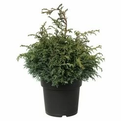 BAUHAUS Faden-Scheinzypresse Chamaecyparis Pisifera 'Baby Blue', Aktuelle Wuchshöhe: 30 Cm - 50 Cm