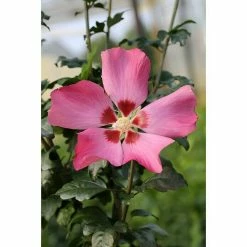 BAUHAUS Garteneibisch Hibiscus Syriacus 'Woodbridge', Aktuelle Wuchshöhe: 40 Cm - 60 Cm -Gartenpflanzen Verkäufe 12 396