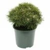 BAUHAUS Berg-Kiefer Pinus Mugo 'Benjamin', Topfvolumen: 4,6 L, Aktuelle Wuchshöhe: 20 Cm - 30 Cm