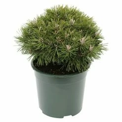 BAUHAUS Berg-Kiefer Pinus Mugo 'Benjamin', Topfvolumen: 4,6 L, Aktuelle Wuchshöhe: 20 Cm - 30 Cm