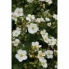 BAUHAUS Fingerstrauch Potentilla Fruticosa'Abbotswood', Weiß -Gartenpflanzen Verkäufe 12 398