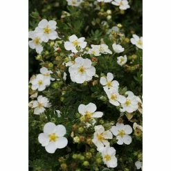 BAUHAUS Fingerstrauch Potentilla Fruticosa'Abbotswood', Weiß