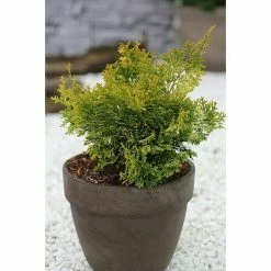 BAUHAUS Hinoki-Scheinzypresse Chamaecyparis Obtusa 'Rashahiba', Aktuelle Wuchshöhe: 20 Cm - 30 Cm