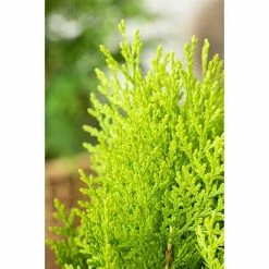 BAUHAUS Piardino Koniferen-Mix Aufrecht Coniferales Hybride, Topfgröße: 13 Cm -Gartenpflanzen Verkäufe 12 4
