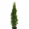 BAUHAUS Lebensbaum Thuja Occidentalis 'Smaragd', Aktuelle Wuchshöhe: 30 Cm - 50 Cm -Gartenpflanzen Verkäufe 12 40