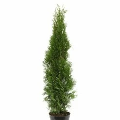 BAUHAUS Lebensbaum Thuja Occidentalis 'Smaragd', Aktuelle Wuchshöhe: 30 Cm - 50 Cm