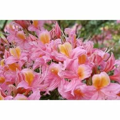 BAUHAUS Rhododendron Rhododendron Viscosum 'Pennsylvania', Topfvolumen: 4,6 L, Rosa 5 BAUHAUS Rhododendron Rhododendron Viscosum 'Pennsylvania', Topfvolumen: 4,6 L, Rosa -Gartenpflanzen Verkäufe 12 403