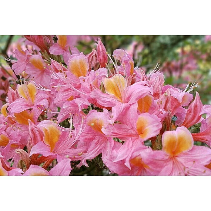 BAUHAUS Rhododendron Rhododendron Viscosum 'Pennsylvania', Topfvolumen: 4,6 L, Rosa 4 BAUHAUS Rhododendron Rhododendron Viscosum 'Pennsylvania', Topfvolumen: 4,6 L, Rosa – Bild 2