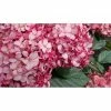 BAUHAUS Ballhortensie Hydrangea Arborescens 'Ruby Annabelle'®, Rot, Topfvolumen: 5 L 1 BAUHAUS Ballhortensie Hydrangea Arborescens 'Ruby Annabelle'®, Rot, Topfvolumen: 5 L -Gartenpflanzen Verkäufe 12 404