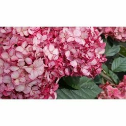 BAUHAUS Ballhortensie Hydrangea Arborescens 'Ruby Annabelle'®, Rot, Topfvolumen: 5 L