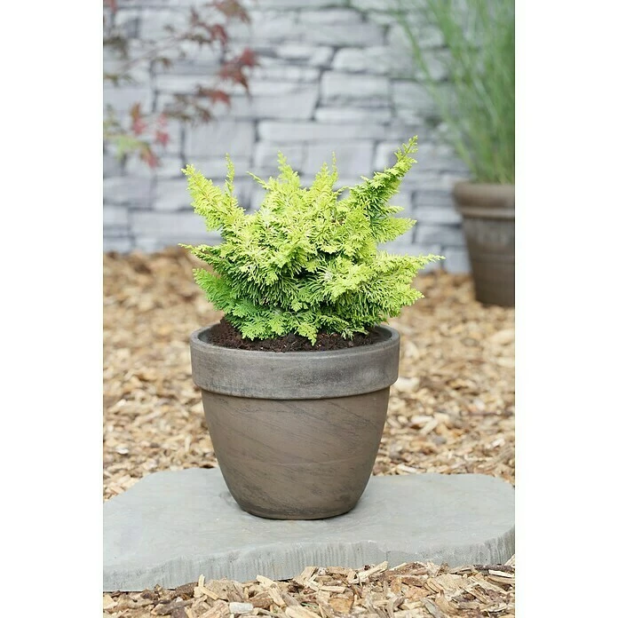 BAUHAUS Hinoki-Scheinzypresse Chamaecyparis Obtusa 'Fernspray Gold', Aktuelle Wuchshöhe: 20 Cm - 30 Cm 3 BAUHAUS Hinoki-Scheinzypresse Chamaecyparis Obtusa 'Fernspray Gold', Aktuelle Wuchshöhe: 20 Cm - 30 Cm