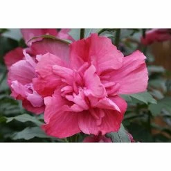 BAUHAUS Garteneibisch Hibiscus Syriacus 'Magenta Chiffon'®, Aktuelle Wuchshöhe: 60 Cm - 80 Cm