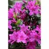 BAUHAUS Japanische Azalee Rhododendron Obtusum 'Lady Dark'® (S), Topfvolumen: 2,3 L, Lila 1 BAUHAUS Japanische Azalee Rhododendron Obtusum 'Lady Dark'® (S), Topfvolumen: 2,3 L, Lila -Gartenpflanzen Verkäufe 12 407