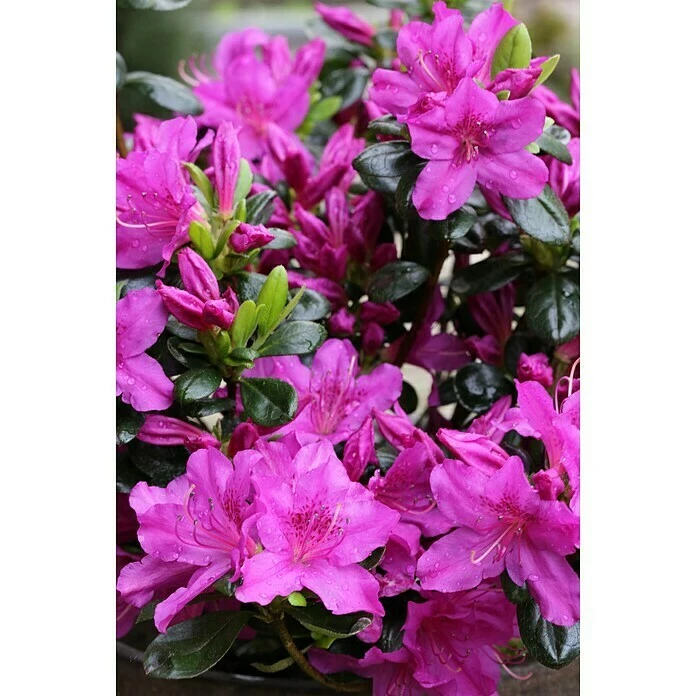 BAUHAUS Japanische Azalee Rhododendron Obtusum 'Lady Dark'® (S), Topfvolumen: 2,3 L, Lila 3 BAUHAUS Japanische Azalee Rhododendron Obtusum 'Lady Dark'® (S), Topfvolumen: 2,3 L, Lila