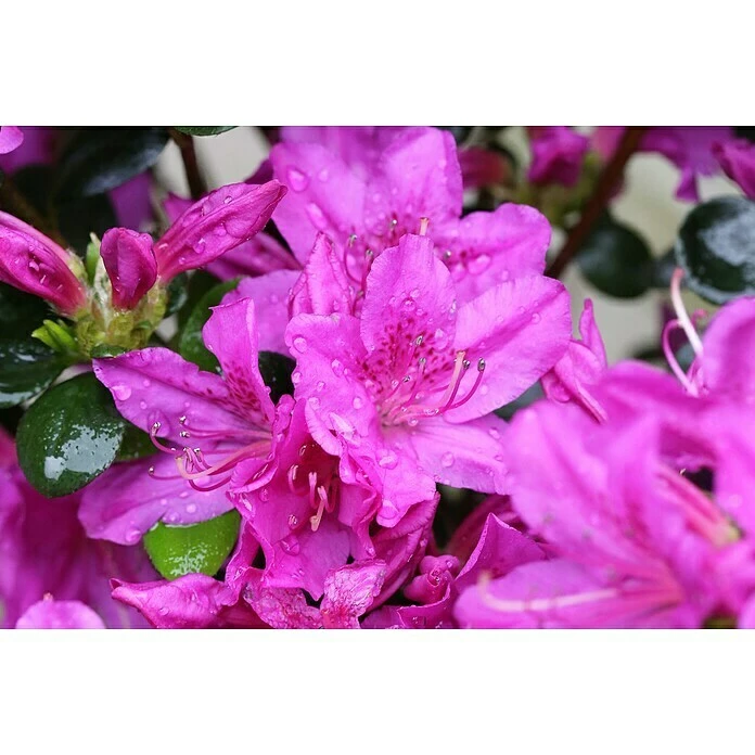 BAUHAUS Japanische Azalee Rhododendron Obtusum 'Lady Dark'® (S), Topfvolumen: 2,3 L, Lila 4 BAUHAUS Japanische Azalee Rhododendron Obtusum 'Lady Dark'® (S), Topfvolumen: 2,3 L, Lila – Bild 2