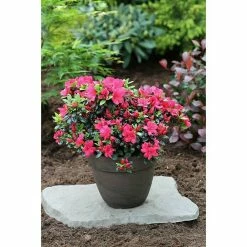 BAUHAUS Japanische Azalee Rhododendron Obtusum 'Maruschka', Topfvolumen: 2,3 L, Purpurrot