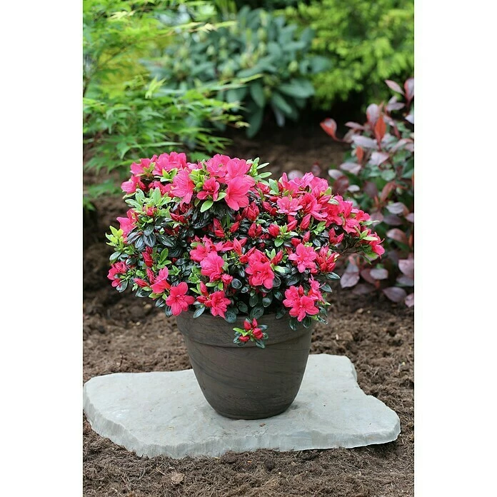 BAUHAUS Japanische Azalee Rhododendron Obtusum 'Maruschka', Topfvolumen: 2,3 L, Purpurrot 3 BAUHAUS Japanische Azalee Rhododendron Obtusum 'Maruschka', Topfvolumen: 2,3 L, Purpurrot