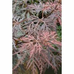 BAUHAUS Fächerahorn Acer Palmatum 'Dissectum Tamukeyama'
