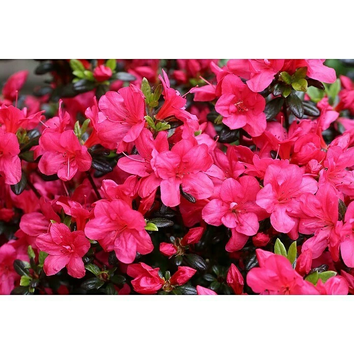 BAUHAUS Japanische Azalee Rhododendron Obtusum 'Maruschka', Topfvolumen: 2,3 L, Purpurrot 4 BAUHAUS Japanische Azalee Rhododendron Obtusum 'Maruschka', Topfvolumen: 2,3 L, Purpurrot – Bild 2