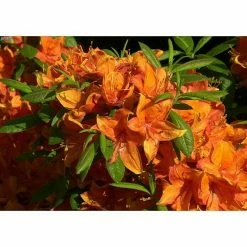 BAUHAUS Rhododendron Rhododendron Luteum 'Golden Eagle', Orange, Topfvolumen: 10 L