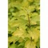 BAUHAUS Blasenspiere Physocarpus Opulifolius 'Dart's Gold', Topfvolumen: 4,6 L, 40 Cm - 60 Cm -Gartenpflanzen Verkäufe 12 412