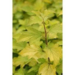 BAUHAUS Blasenspiere Physocarpus Opulifolius 'Dart's Gold', Topfvolumen: 4,6 L, 40 Cm - 60 Cm