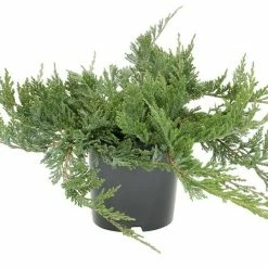 BAUHAUS Kriechwacholder Juniperus Horizontalis 'Blue Chip', Topfvolumen: 4,6 L