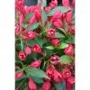 BAUHAUS Weigelie Weigela Florida 'All Summer Red'®, 30 Cm - 50 Cm -Gartenpflanzen Verkäufe 12 416