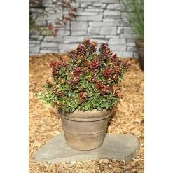 BAUHAUS Traubenheide Leucothoe Axillaris 'Curly Red'®
