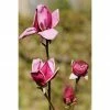 BAUHAUS Magnolie Magnolia Soulangiana 'Genie', Aktuelle Wuchshöhe: 60 Cm - 80 Cm -Gartenpflanzen Verkäufe 12 419