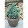 BAUHAUS Blauer Zwerg-Wacholder Juniperus Squamata 'Blue Star', Aktuelle Wuchshöhe: 20 Cm - 30 Cm -Gartenpflanzen Verkäufe 12 420