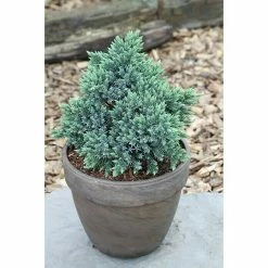 BAUHAUS Blauer Zwerg-Wacholder Juniperus Squamata 'Blue Star', Aktuelle Wuchshöhe: 20 Cm - 30 Cm