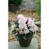 BAUHAUS Großblumiger Rhododendron Rhododendron 'Brigitte' EASYDENDRON®, Topfvolumen: 5 L, Weiß/Rosa