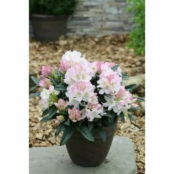 BAUHAUS Großblumiger Rhododendron Rhododendron 'Brigitte' EASYDENDRON®, Topfvolumen: 5 L, Weiß/Rosa