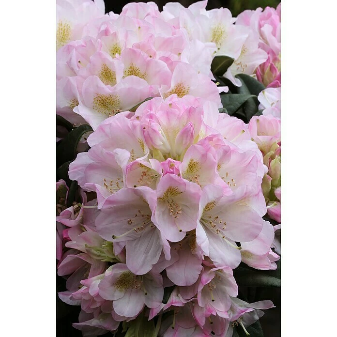 BAUHAUS Großblumiger Rhododendron Rhododendron 'Brigitte' EASYDENDRON®, Topfvolumen: 5 L, Weiß/Rosa 4 BAUHAUS Großblumiger Rhododendron Rhododendron 'Brigitte' EASYDENDRON®, Topfvolumen: 5 L, Weiß/Rosa – Bild 2