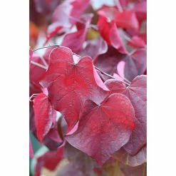 BAUHAUS Judasbaum Cercis Canadensis 'Forest Pansy', Aktuelle Wuchshöhe: 40 Cm - 60 Cm