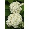 BAUHAUS Ballhortensie Hydrangea Arborescens 'Annabelle', Weiß, Topfvolumen: 16,5 L -Gartenpflanzen Verkäufe 12 425