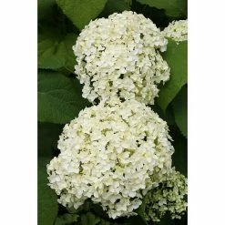 BAUHAUS Ballhortensie Hydrangea Arborescens 'Annabelle', Weiß, Topfvolumen: 16,5 L